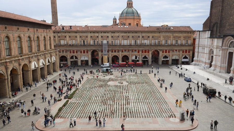 Sardine, seimila piantine in piazza Maggiore per i circoli Arci (FotoSchicchi)