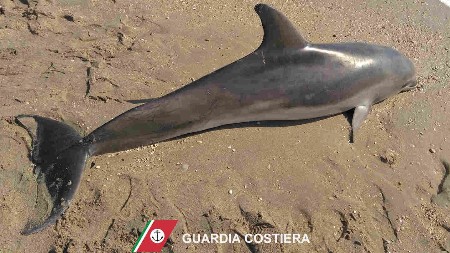 Il delfino trovato morto in spiagga a Porto Sant’Elpidio