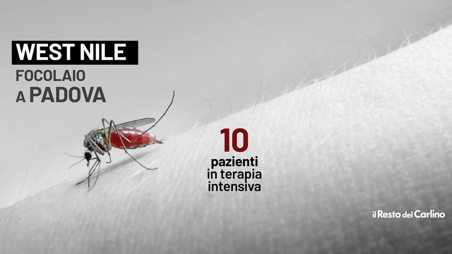 Allarme a Padova per l'infezione West Nile