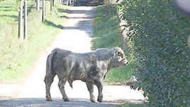 Un toro su una strada di campagna