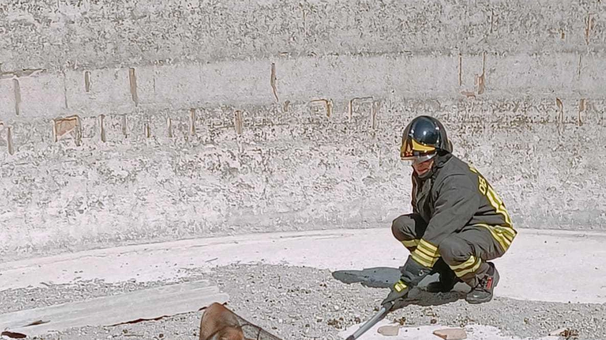 Volpe cerca cibo  e cade nella cisterna:  salvata dai pompieri