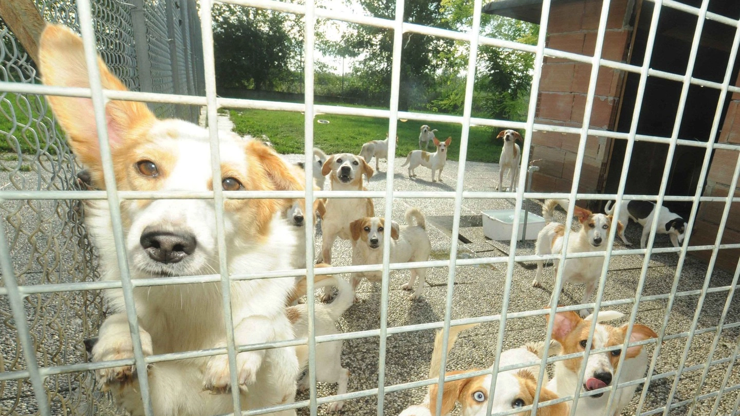 I cani che erano stati sequestrati a Lusia l’anno scorso