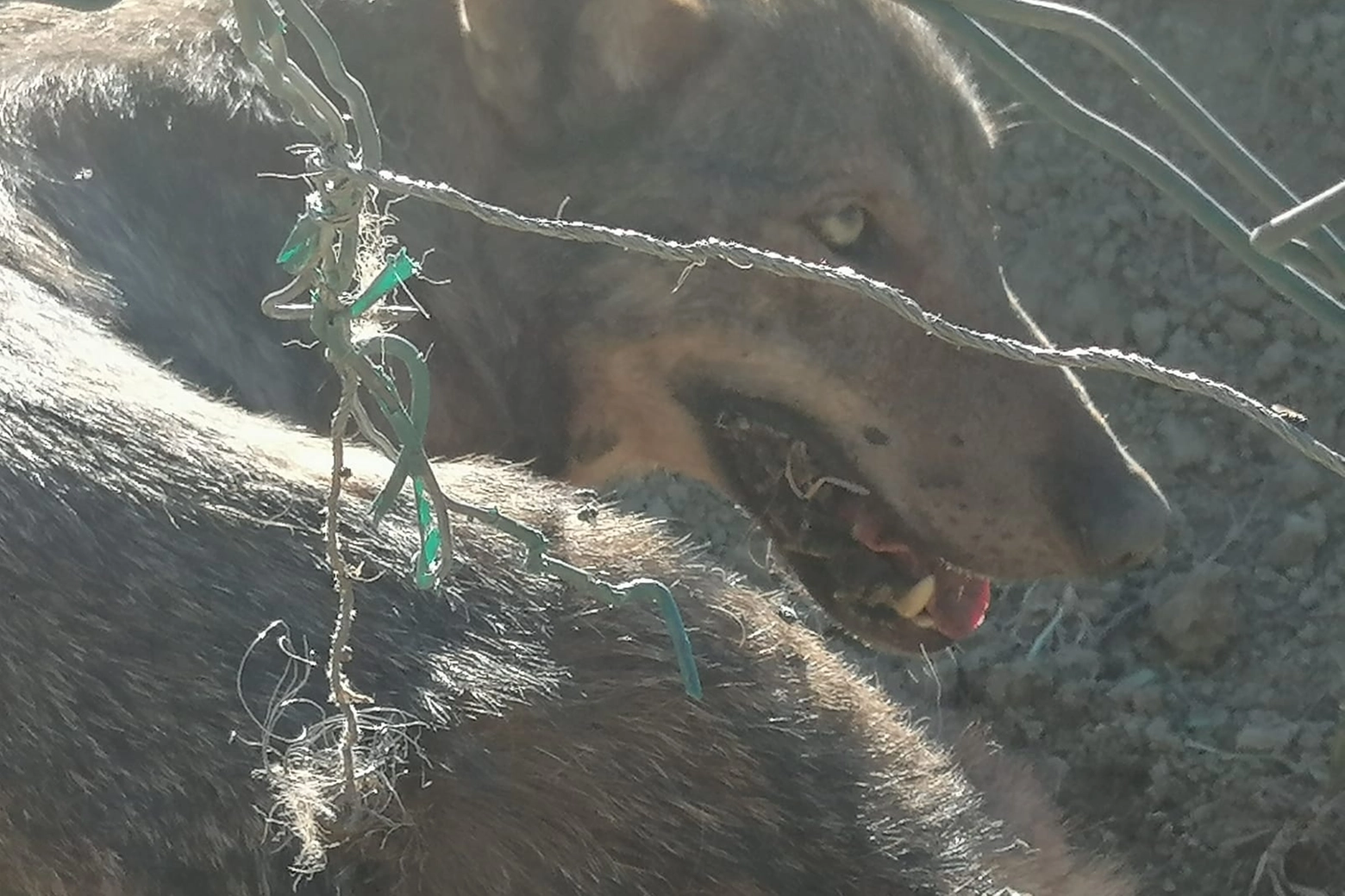 secondo lupo preso al laccio in prossimità de ranch di valentino rossi