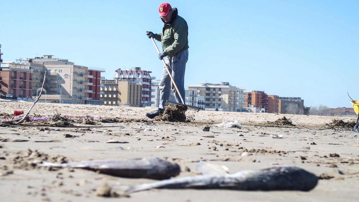 Rimini, migliaia di cefali morti (Foto PasqualeBove)