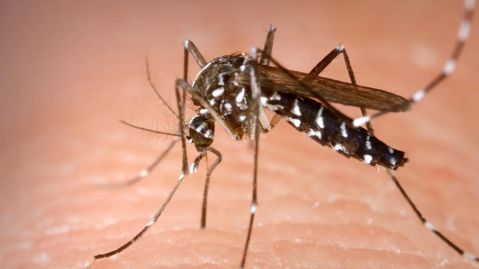 Scatta la lotta  alle zanzare