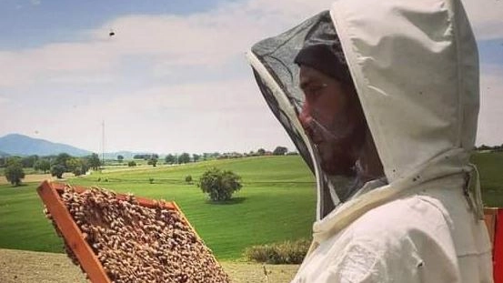 Le bizze meteo danneggiano le api  "Dimezzata la produzione di miele"