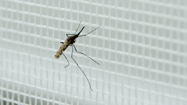 La zanzara, killer silenzioso