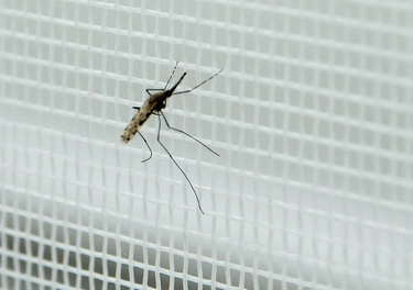 Zanzara giapponese e le altre: quali sono le specie pericolose