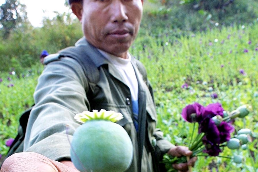 Il fiore dell'oppio: da qui si ricava anche l'eroina