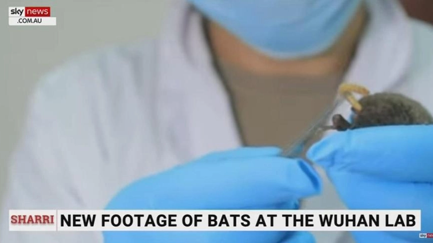 Un tecnico del laboratorio di Wuhan nutre un pipistrello con un verme
