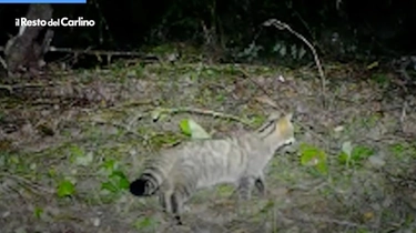 Gatto selvatico in Appennino a Reggio Emilia: il video che prova l’esistenza del raro animale