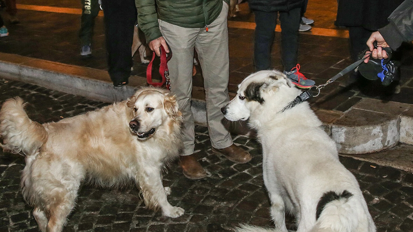 Cani in piazza, durante una delle tante manifestazioni.  A destra, Erika Del Bianco, una delle avvocatesse del team 
