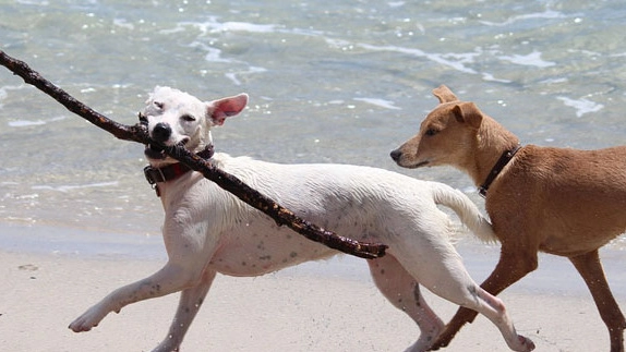 Due cani corrono in spiaggia