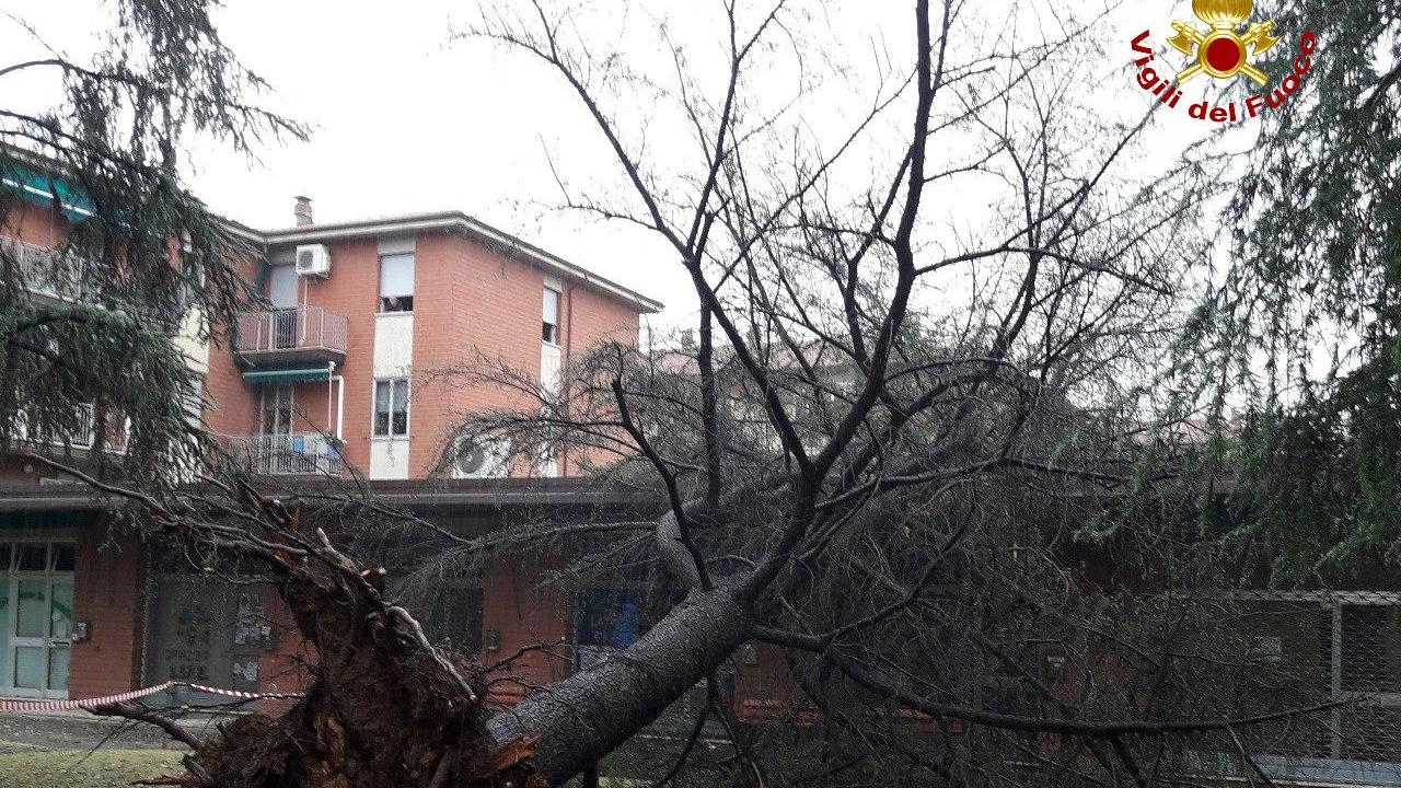 Maltempo, un albero caduto nel Bolognese