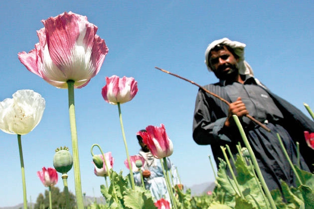 Un talebano in un campo di oppio