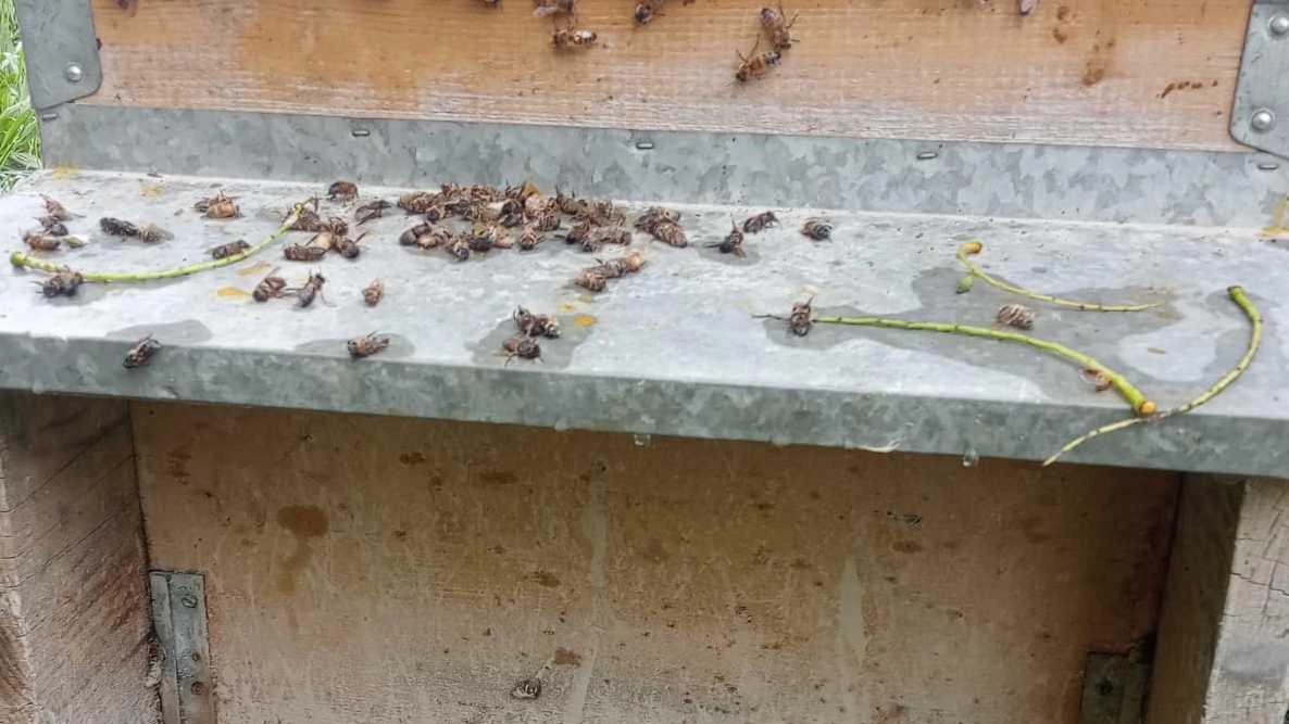 Soffrono anche le api  Tante morte nel fango