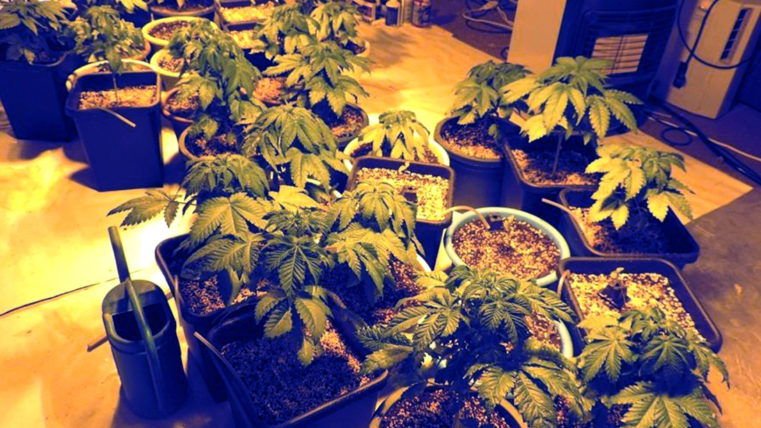 Una coltivazione ‘domestica’ di marijuana  (Foto di repertorio)
