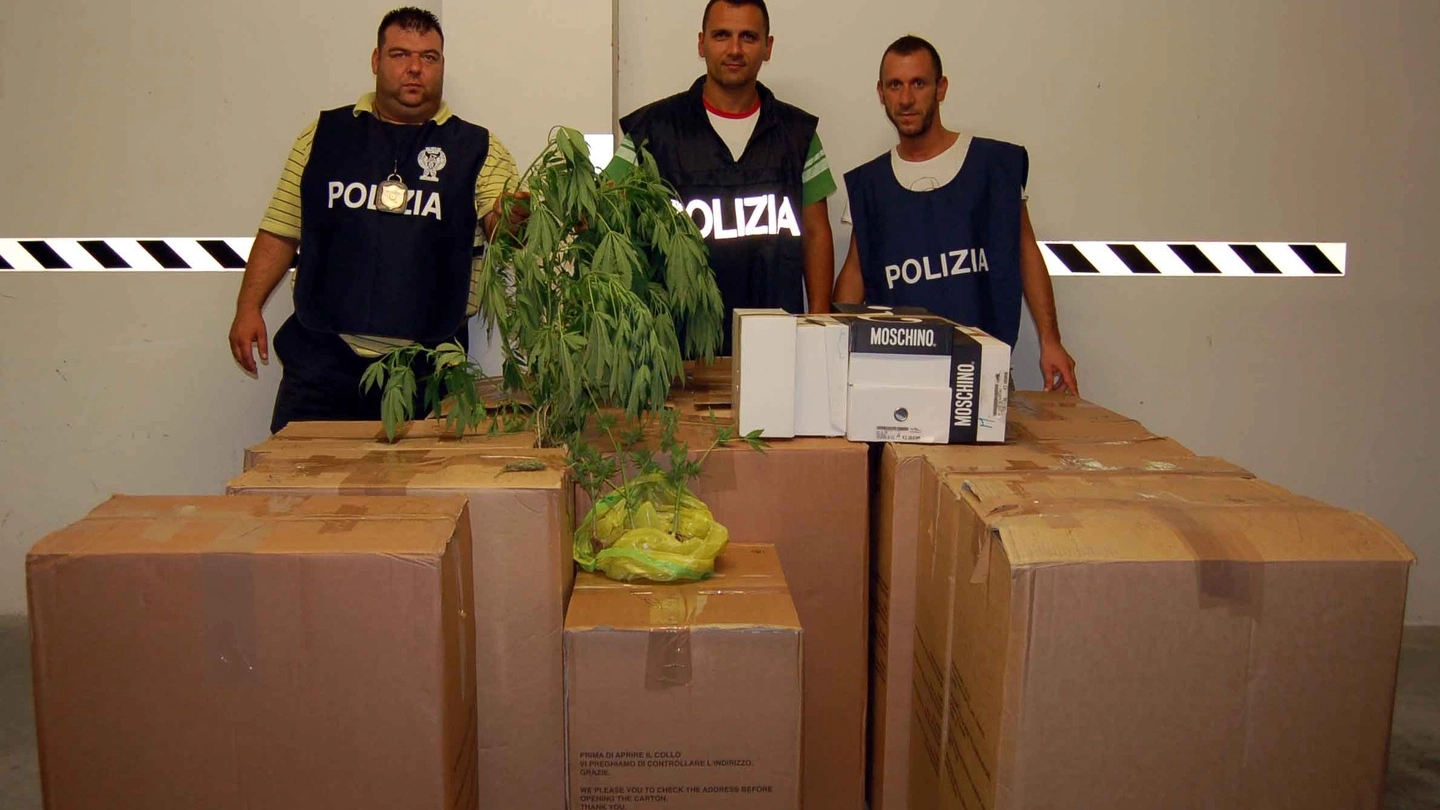 La pianta di marijuana sequestrata dalla polizia