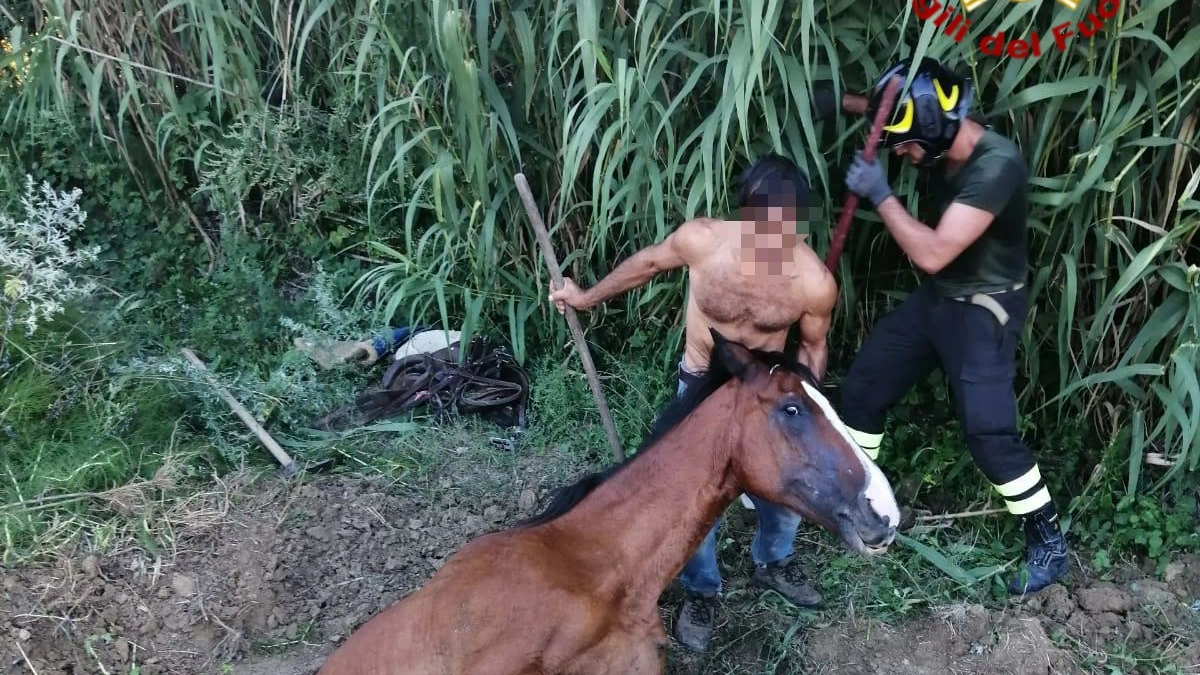 Il cavallo salvato dai pompieri (foto dei vigili del fuoco)