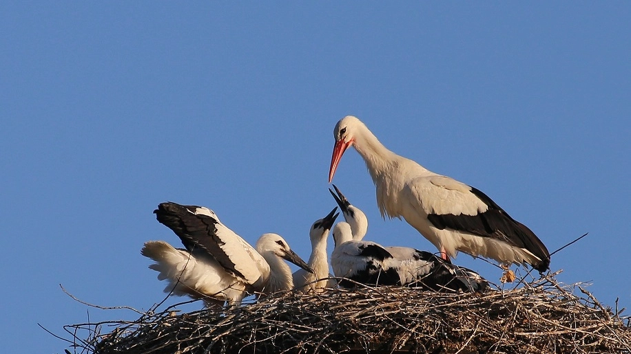 Le cicogne accudiscono i piccoli nel nido