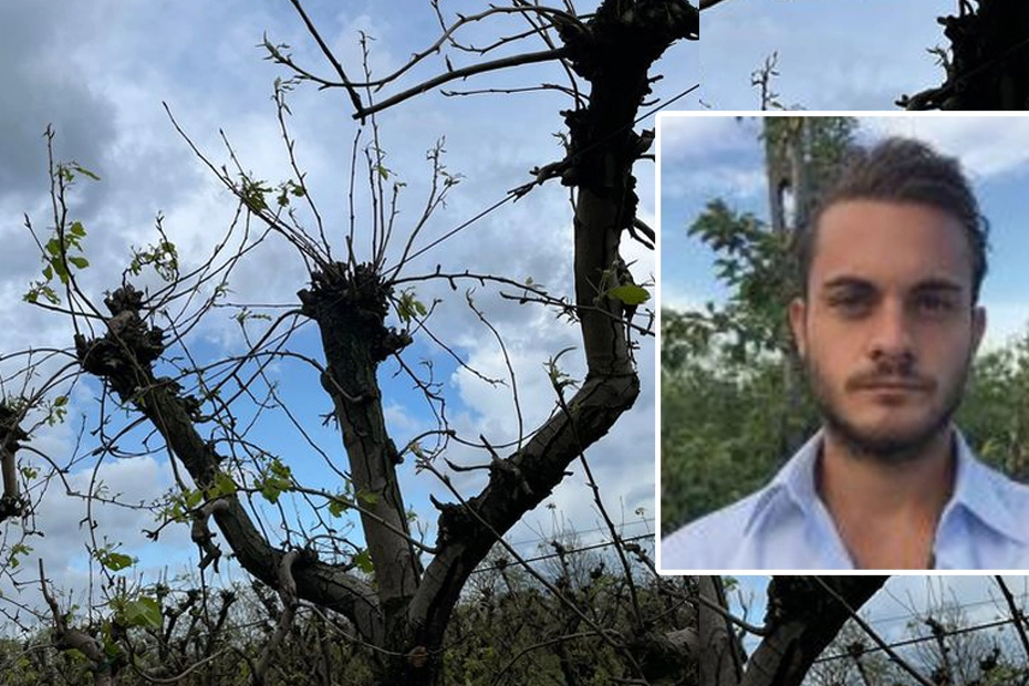 Il giovane agricoltore Gian Marco Marocchi e i peri dopo la grandine: senza foglie e senza fiori