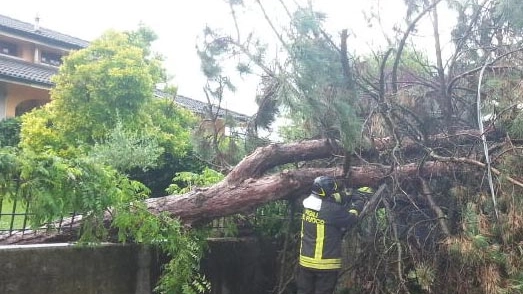 Reggio Emilia, maltempo nella Bassa, alberi caduti e strade bloccate (foto Lecci)