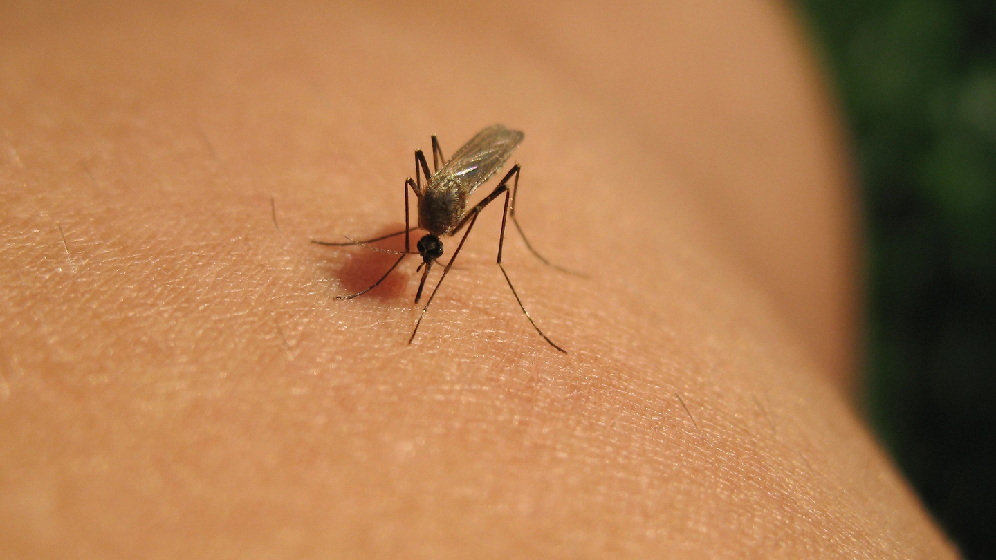 La puntura di una zanzara (foto archivio)