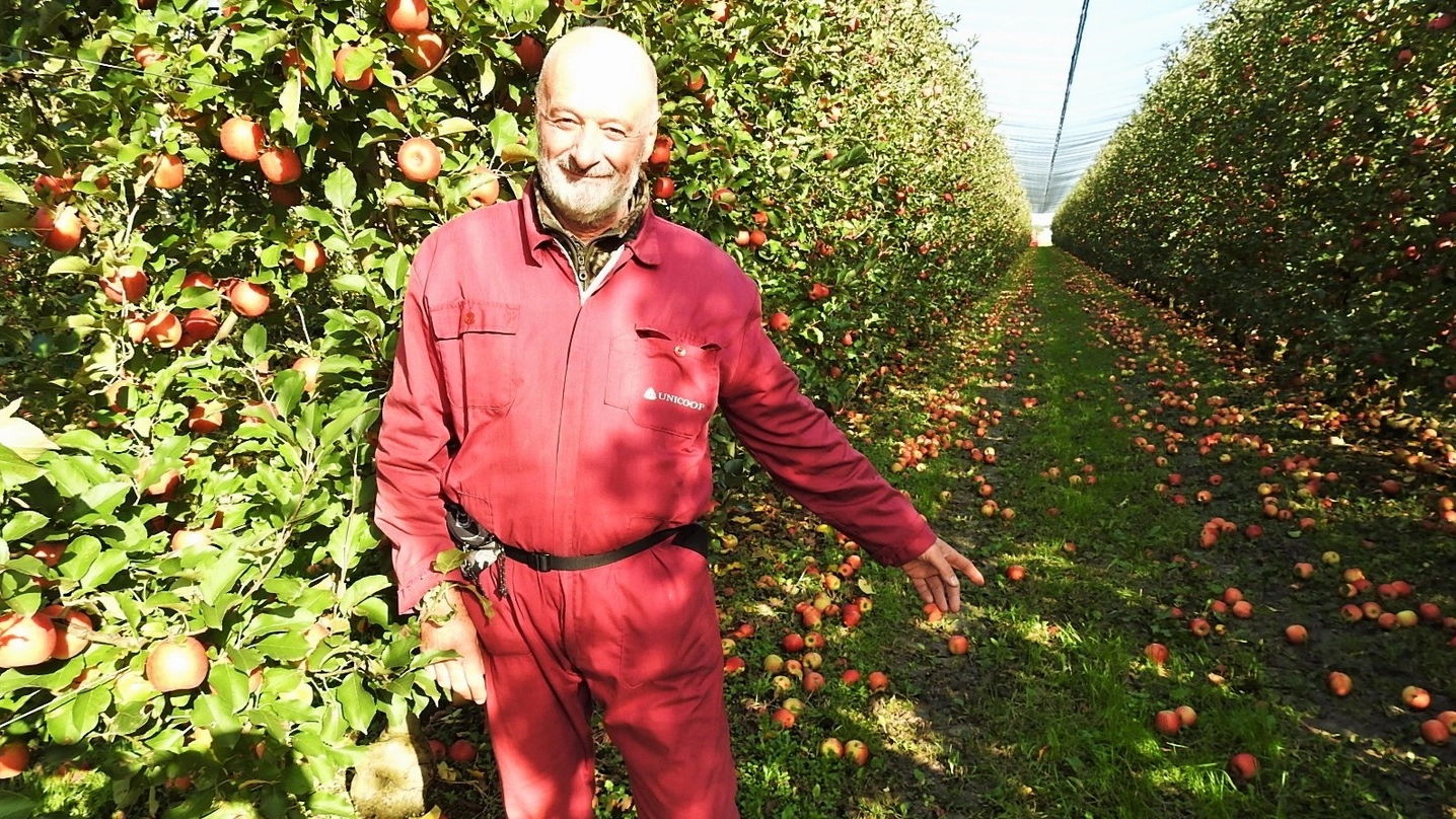 Claudio Tabanelli, imprenditore agricolo, indica le mele a terra