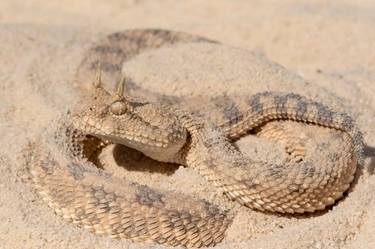Vipera della sabbia, qual è il serpente che ha morso il suo padrone a San Marino