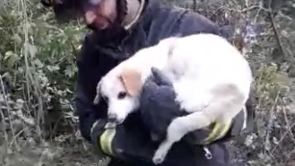 Nana, la cagnolina salvata dai vigili del fuoco