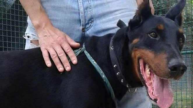 Un’immagine di Joe scattata al canile poco dopo il suo arrivo: il cane è morto nel giorno in cui sarebbe stato adottato dalla nuova famiglia