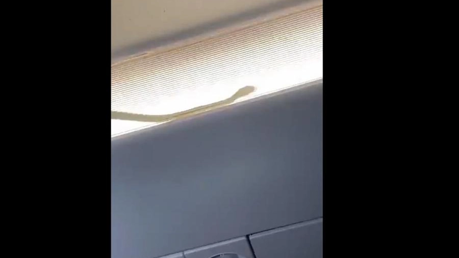 Serpente a bordo del volo Air Asia