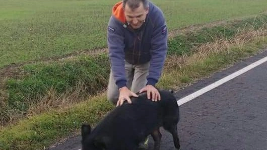 Il sindaco Michele Giovannini con l'animale fuggiasco