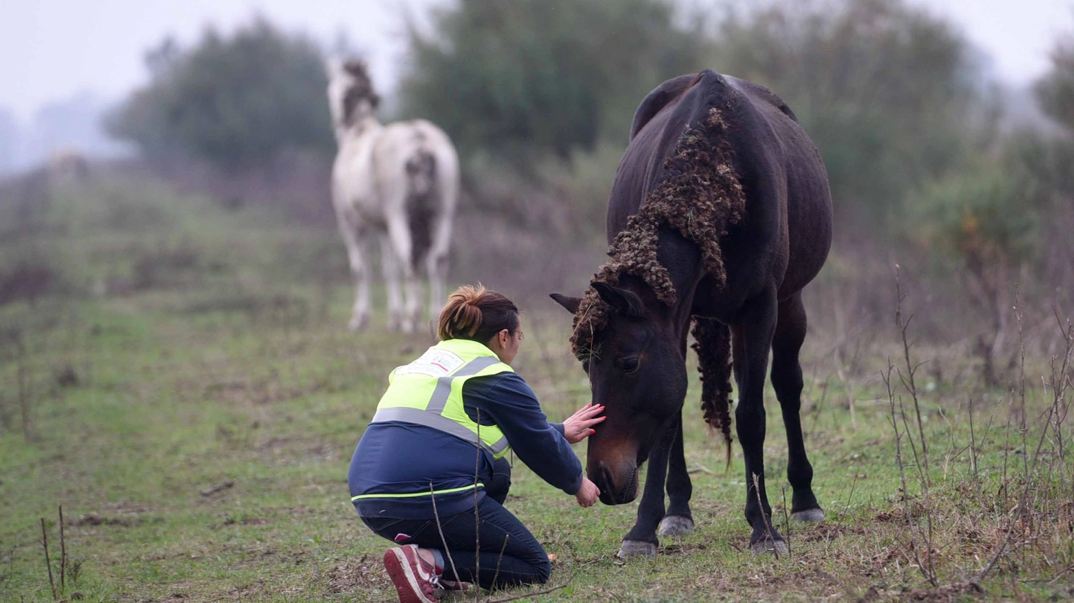 Arrivano i primi aiuti per i cavalli (foto BusinessPress)