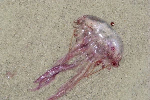 Una pelagia noctiluca (foto da beachunter.net)