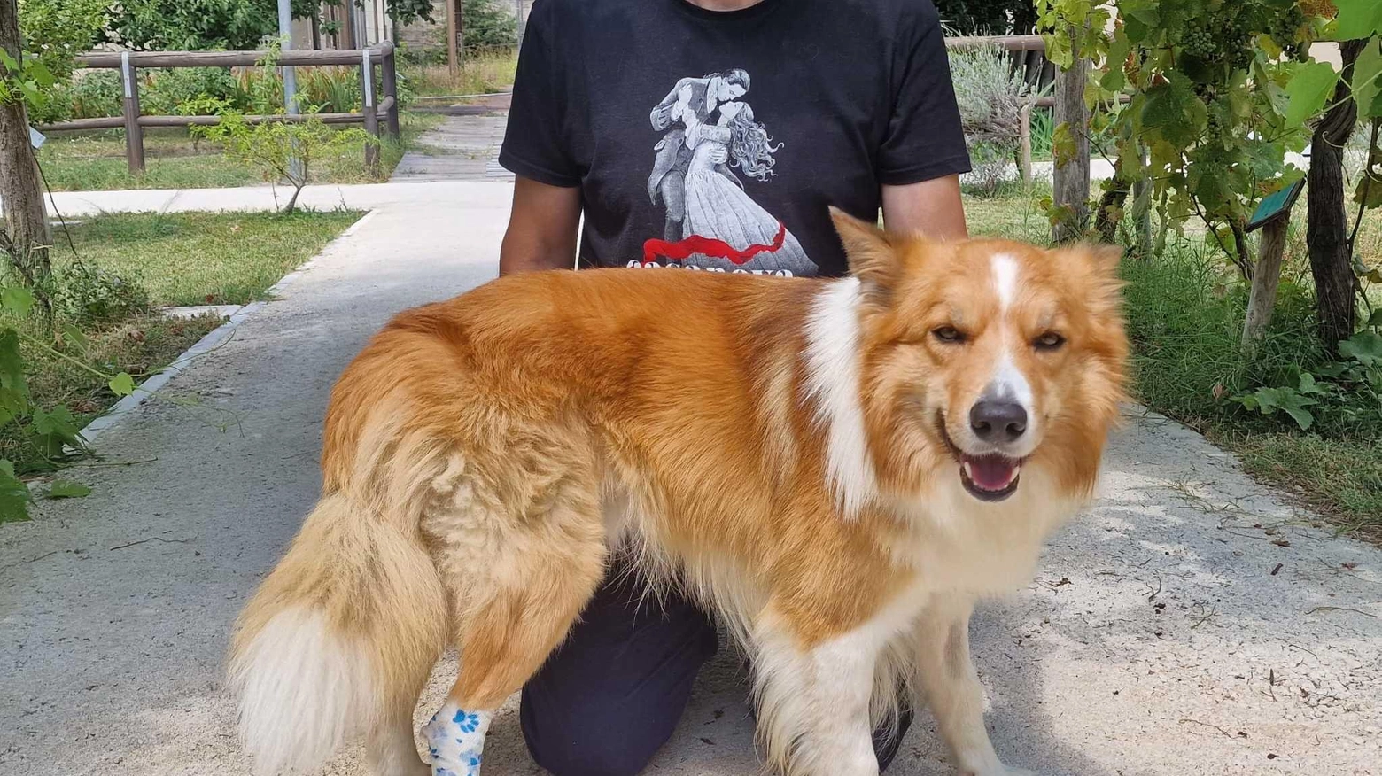 One è il primo cane in Italia con un arto bionico
