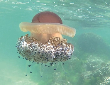 Meduse in Adriatico: termometro del mare che si scalda