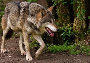 Modena, l'allevatore: "Un branco di lupi ha ucciso le mie capre"
