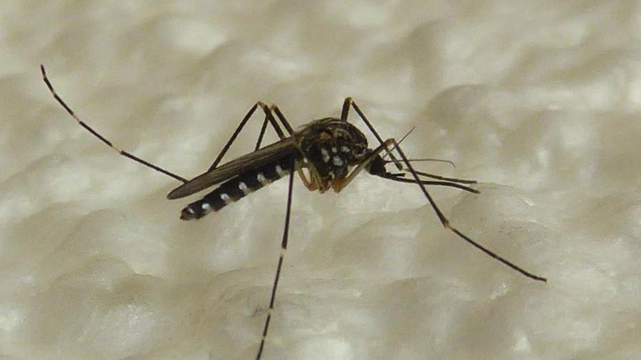 La Aedes koreicus, zanzara coreana 