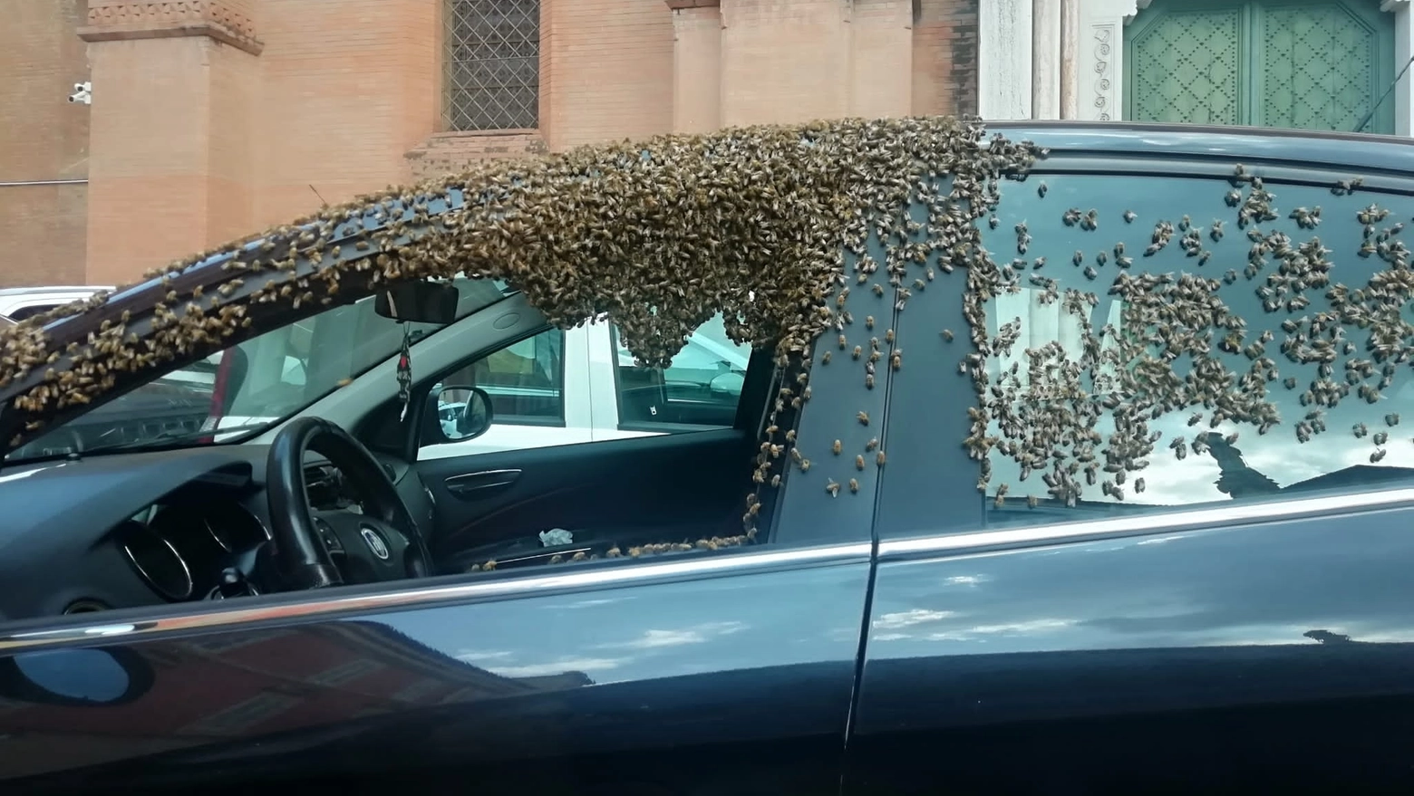 <p>Sciame di api in migrazione si riposa su un’auto in sosta</p>