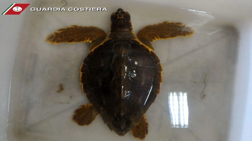 La  tartaruga recuperata a Lido di Fermo