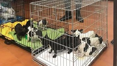 Alcuni cuccioli che la Polstrada di Amaro (Udine) aveva trovato stipati in un furgone nel maggio scorso