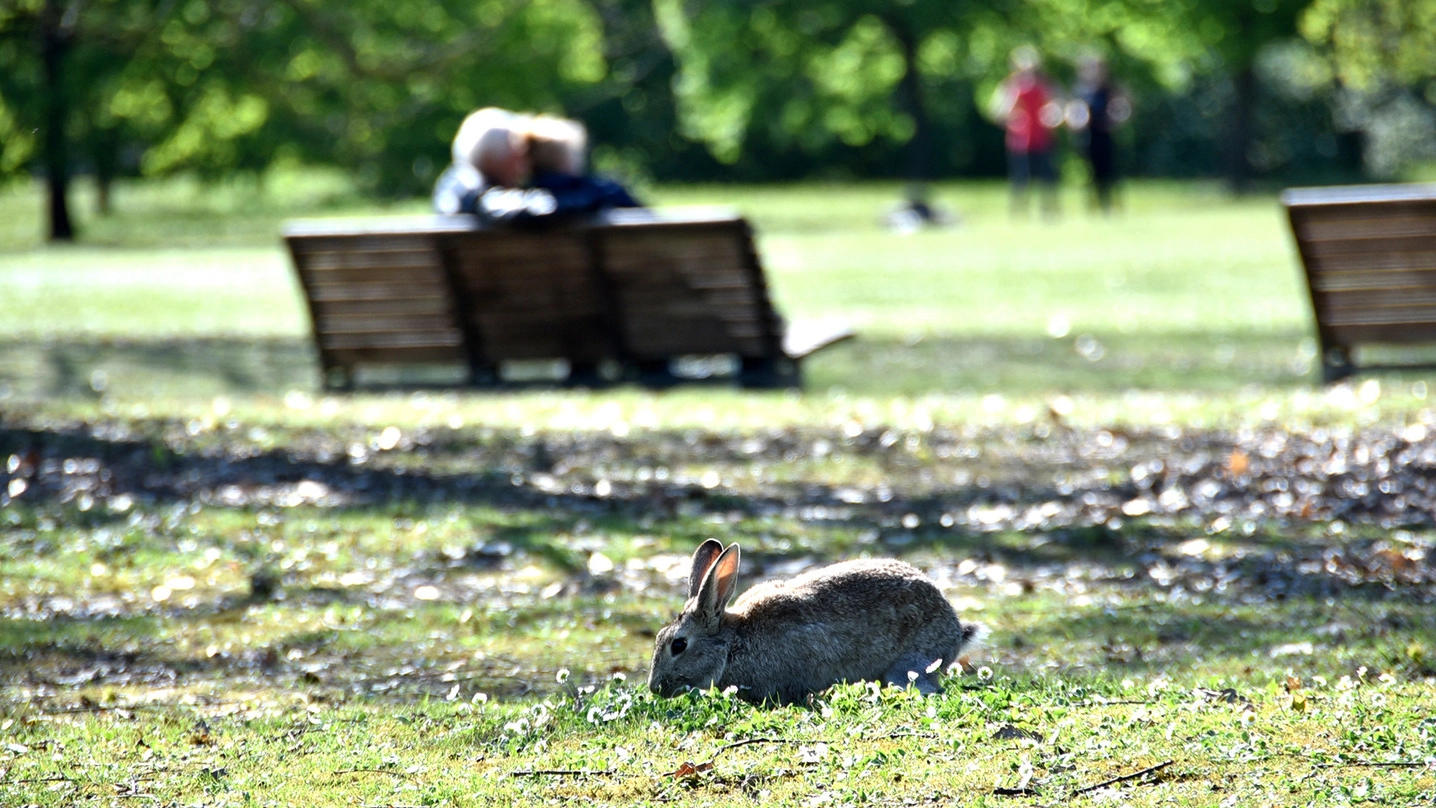 Un coniglio al parco urbano di Forlì (foto Fantini)