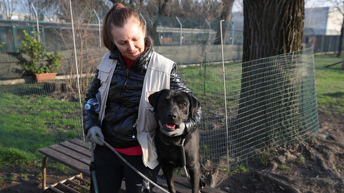 Una volontaria al canile di Ravenna, dove sono presenti tanti cani a causa delle rinunce  di proprietà