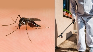 Dengue, i dubbi dei residenti: posso uscire con il cane o è pericoloso?