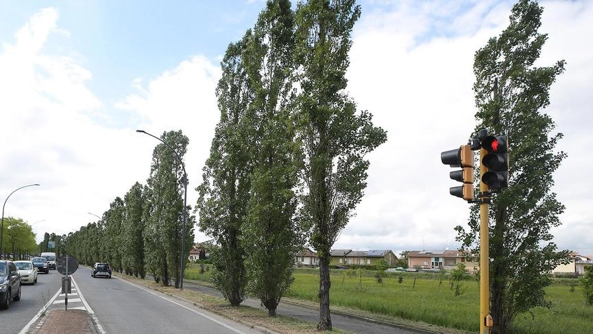 La decisione presa dopo un monitoraggio compiuto da Azimut: "Molti alberi manifestano sintomi e difetti, ridurli non basterebbe. Zona gravata da un elevato traffico veicolare e pedonale".