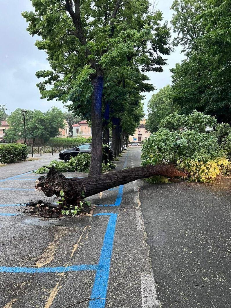 Pioggia e vento forte. Diversi alberi abbattuti . Qualche danno sulla costa Pioggia e vento forte. Diversi alberi abbattuti . Qualche danno sulla costa