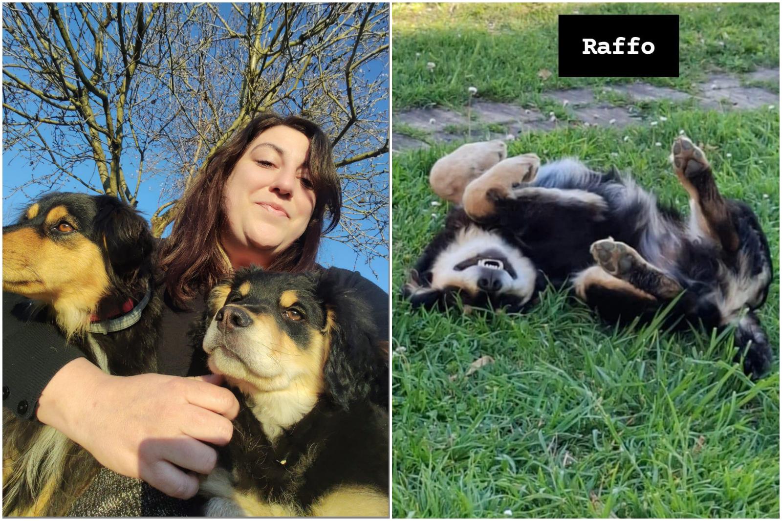 “Il mio cucciolo sbranato dai lupi in giardino” “Il mio cucciolo sbranato dai lupi in giardino”