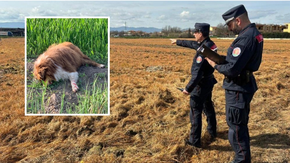 La carcassa del pastore australiano di 1 anno crivellata di colpi è stata trovata dai carabinieri forestali dopo la segnalazione di alcuni passanti