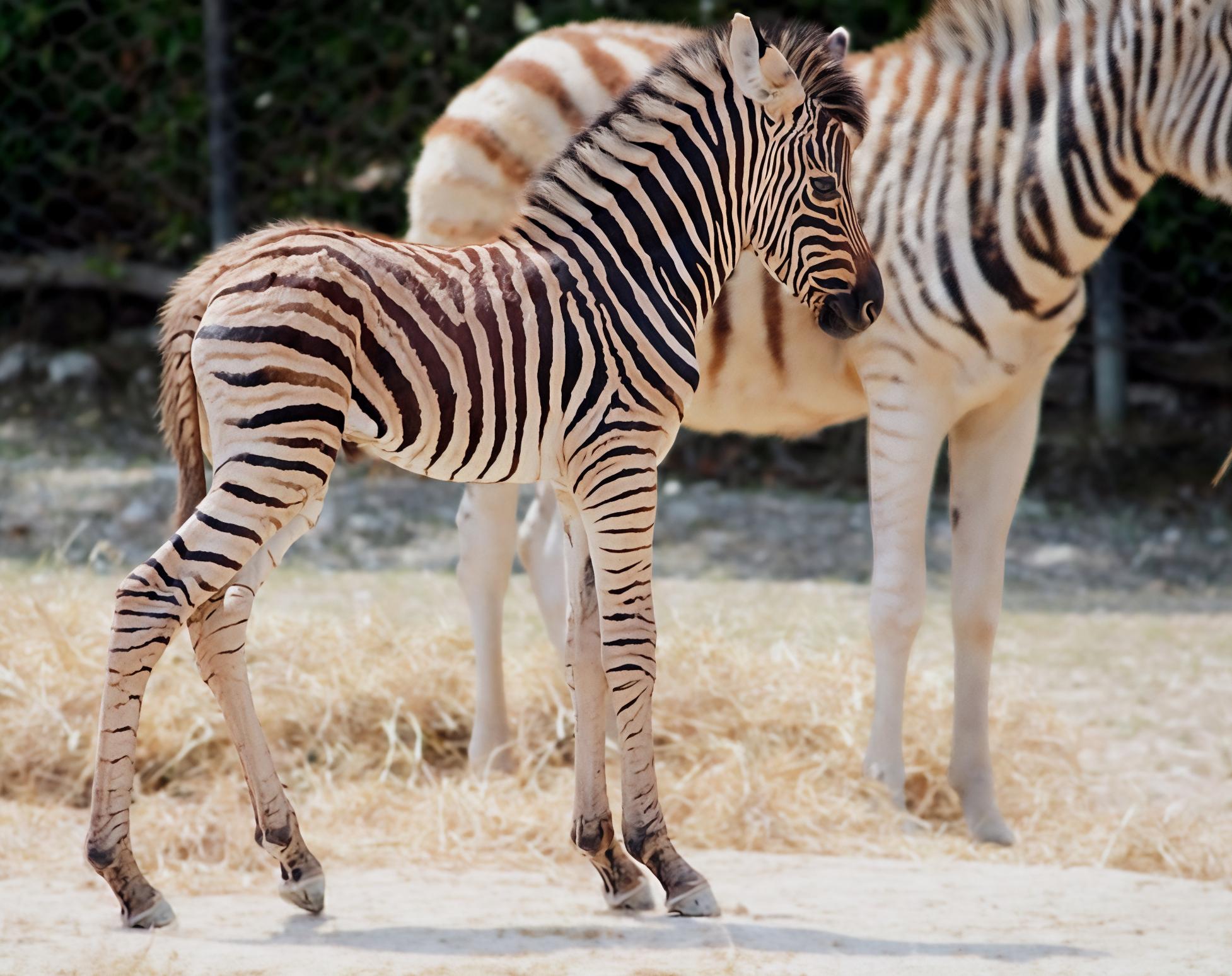 Il parco zoo festeggia un cucciolo di zebra Il parco zoo festeggia un cucciolo di zebra